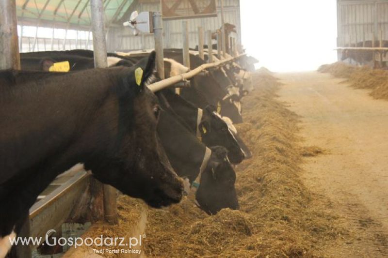 Wyjazd studyjny na farmę w Hohenhameln (Niemcy)