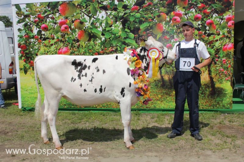 Bydło - Szepietowo 2012 XIX Regionalna Wystawa Zwierząt Hodowlanych