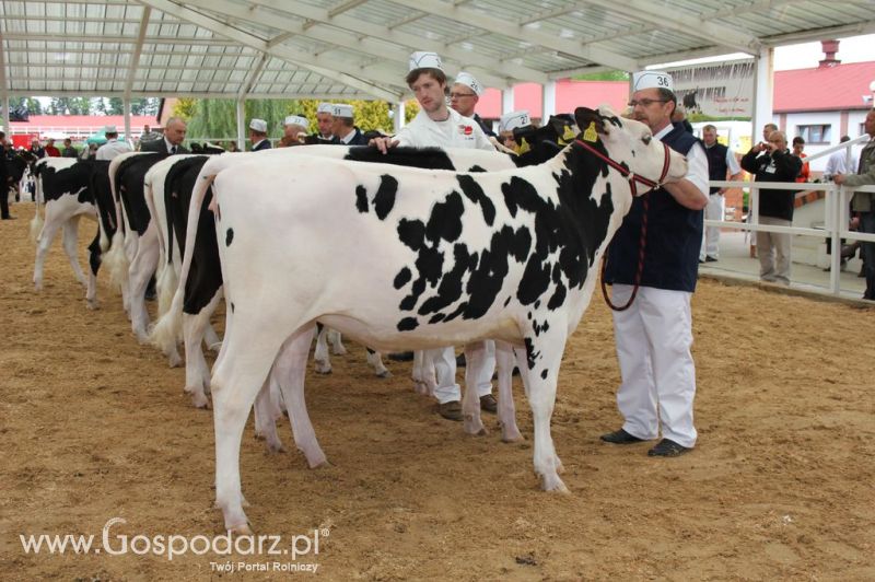 VII Ogólnopolska Wystawa Bydła Hodowlanego - Sielinko 2012