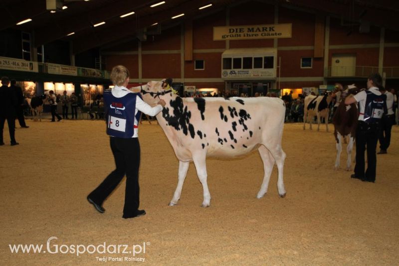 Wystawa  Blickpunkt Rind 2013 w miejscowości Paaren/Glien (Niemcy)