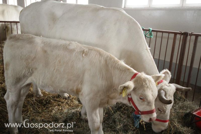 I Krajowa Wystawa Bydła Mięsnego w Sielinku - sobota