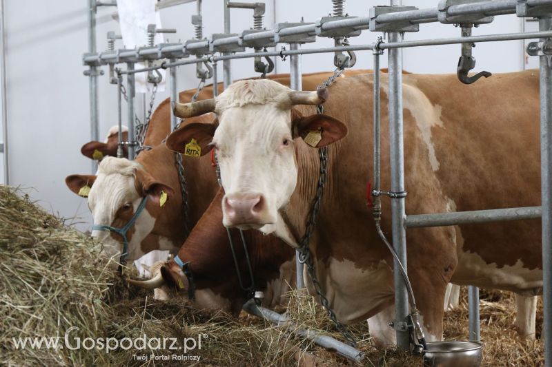 Krajowa Wystawa Zwierząt Hodowlanych w Poznaniu 2017 (sobota, 6 maja)