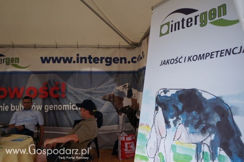Intergen na OPOLAGRZE 2015