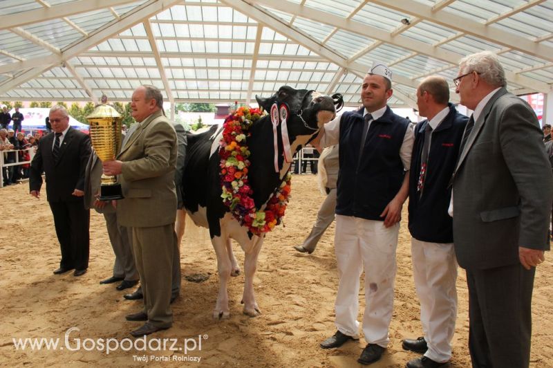 Championi VII Ogólnopolskiej Wystawy Bydła Hodowlanego - Sielinko 2012