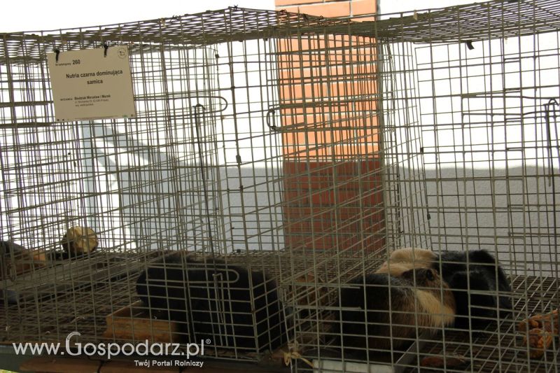 Zielone AGRO SHOW – POLSKIE ZBOŻA 2014 w Sielinku - niedziela