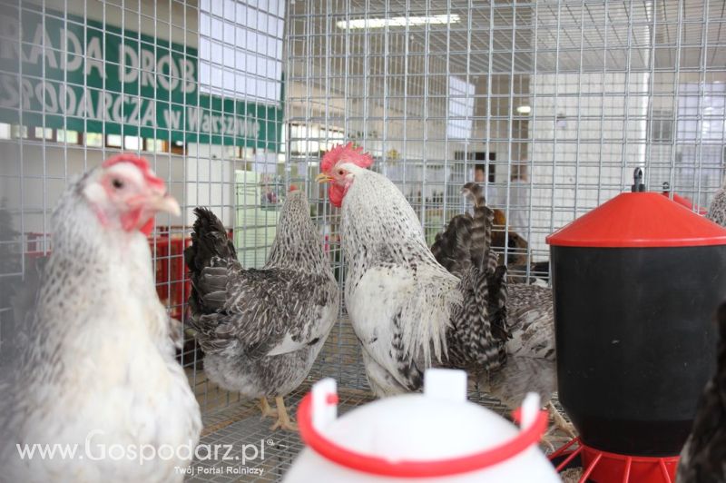Drób - Szepietowo 2012 XIX Regionalna Wystawa Zwierząt Hodowlanych