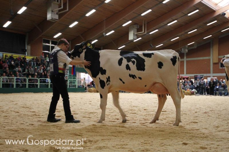 Wystawa  Blickpunkt Rind 2013 w miejscowości Paaren/Glien (Niemcy)