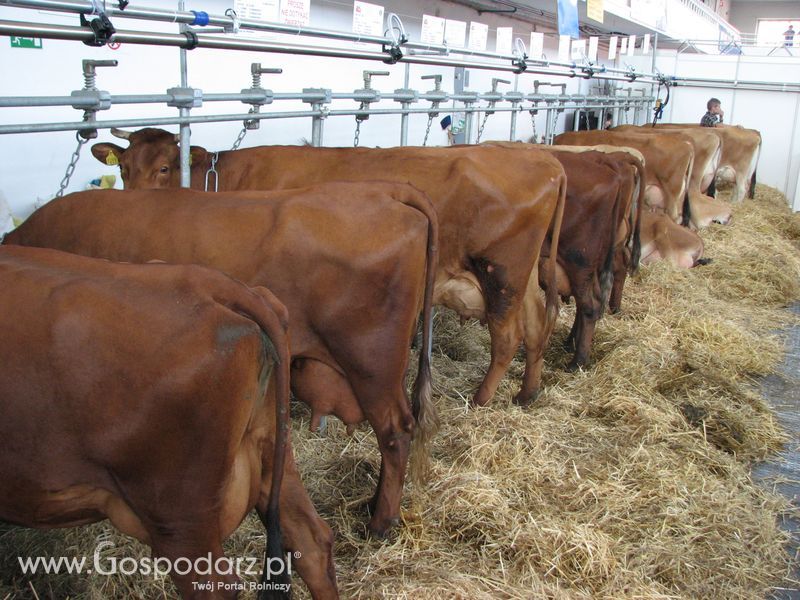 Bydło mleczne na XXV Krajowej Wystawie Zwierząt Hodowlanych