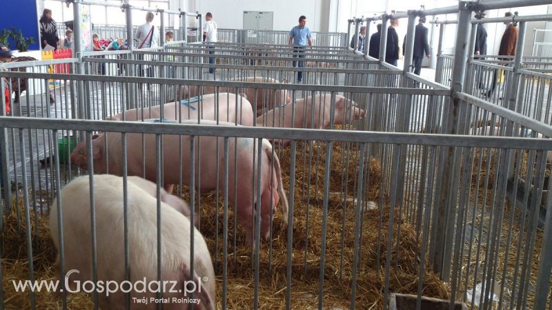KWZH 2015. Bliskie spotkania ze zwierzętami hodowlanymi