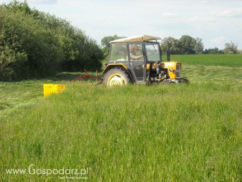 pierwsze sianokosy w roli głownej ursus c330M...