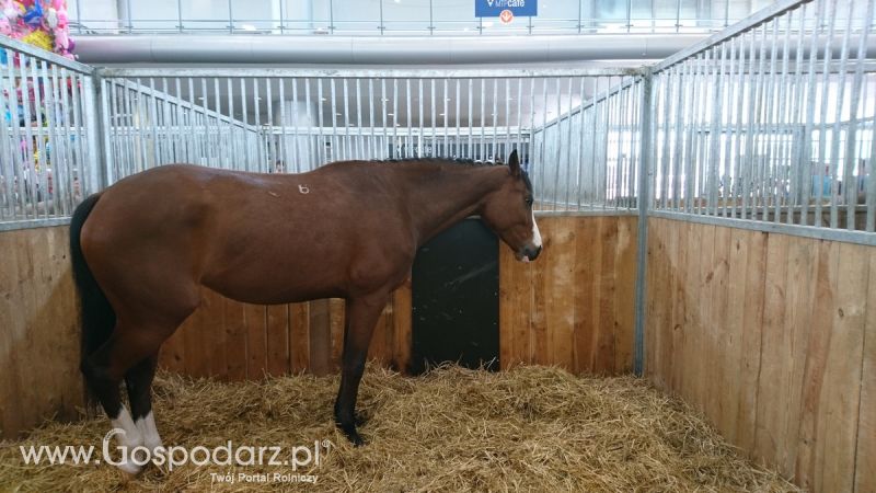 Narodowa Wystawa Zwierząt Hodowlanych 2019