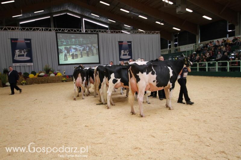 Wystawa  Blickpunkt Rind 2013 w miejscowości Paaren/Glien (Niemcy)