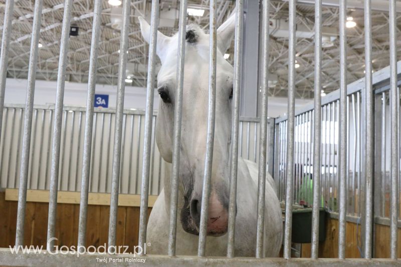 Krajowa Wystawa Zwierząt Hodowlanych w Poznaniu 2017 (sobota, 6 maja)