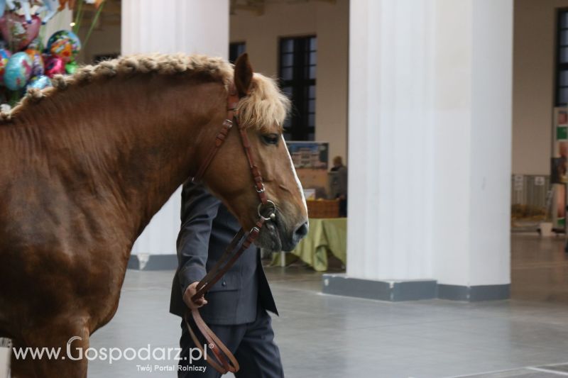 Krajowa Wystawa Zwierząt Hodowlanych w Poznaniu 2017 (niedziela, 7 maja)