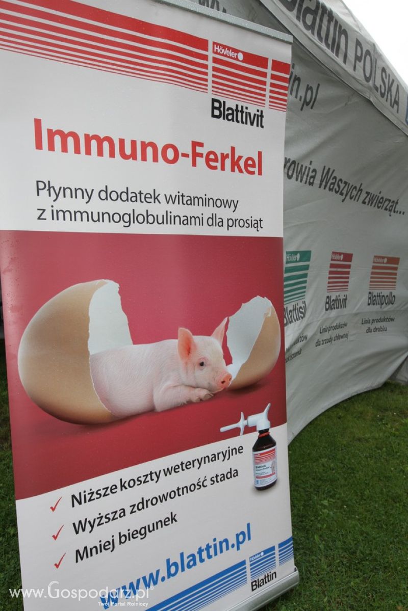 Festiwal Wieprzowiny w Bełżycach - niedziela
