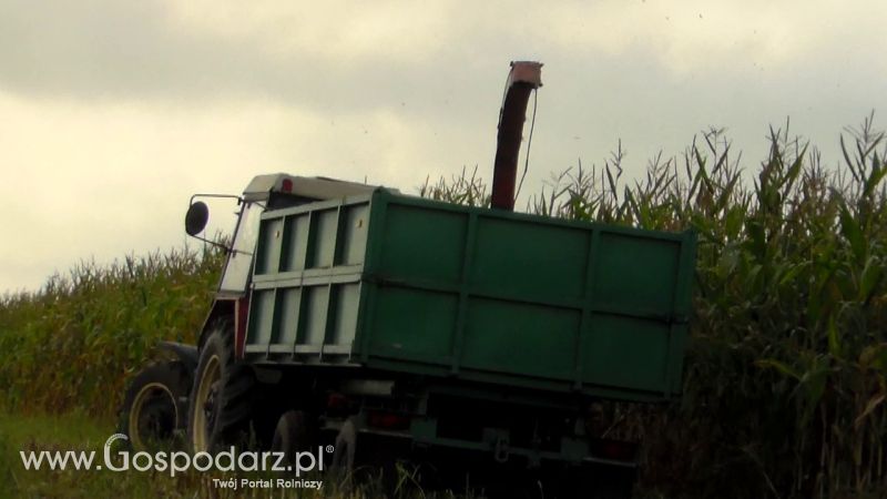 Kiszonka 2013