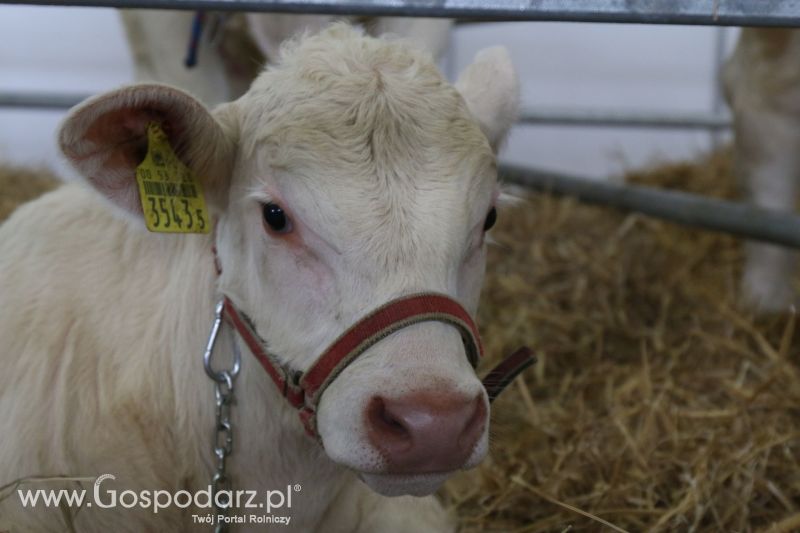 Krajowa Wystawa Zwierząt Hodowlanych w Poznaniu 2017 (piątek, 5 maja)