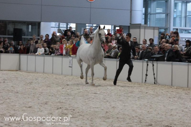 CAVALIADA 2013 w Poznaniu
