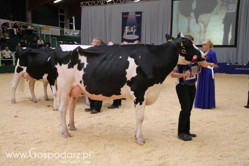 Wystawa  Blickpunkt Rind 2013 w miejscowości Paaren/Glien (Niemcy)