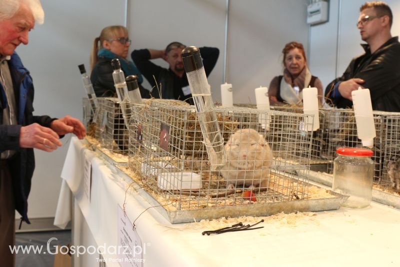 Krajowa Wystawa Zwierząt Hodowlanych w Poznaniu 2017 (sobota, 6 maja)