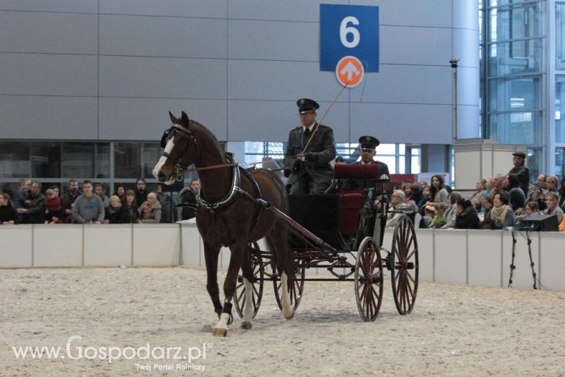 CAVALIADA 2013 w Poznaniu