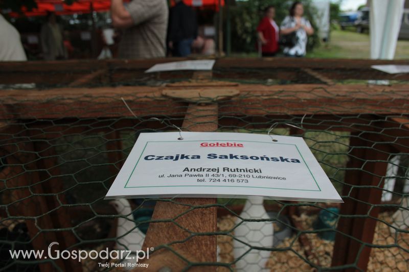 XX Targi Rolnicze Lubniewice - zwierzęta