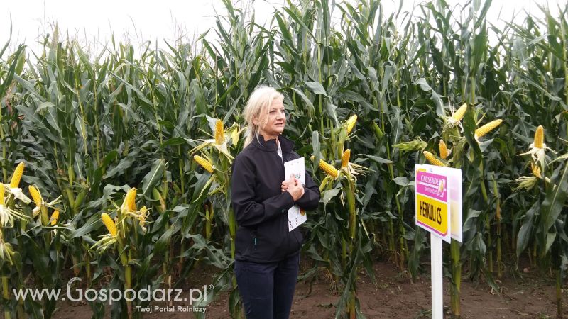 Poletka doświadczalne Caussade Nasiona w Dziećmiarkach 2017