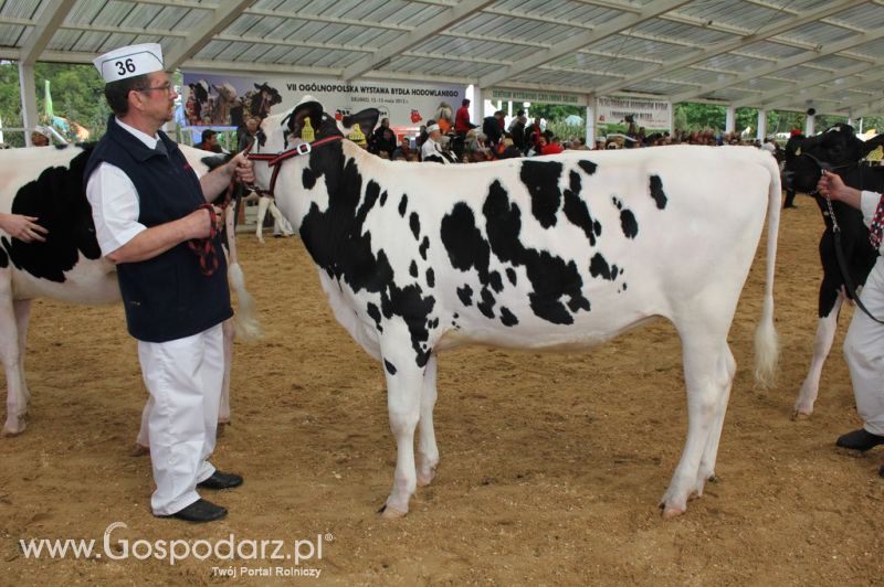 VII Ogólnopolska Wystawa Bydła Hodowlanego - Sielinko 2012