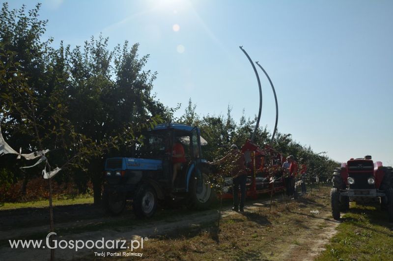 Zbiór śliwek agregatem MAJA AUTOMATIC LK