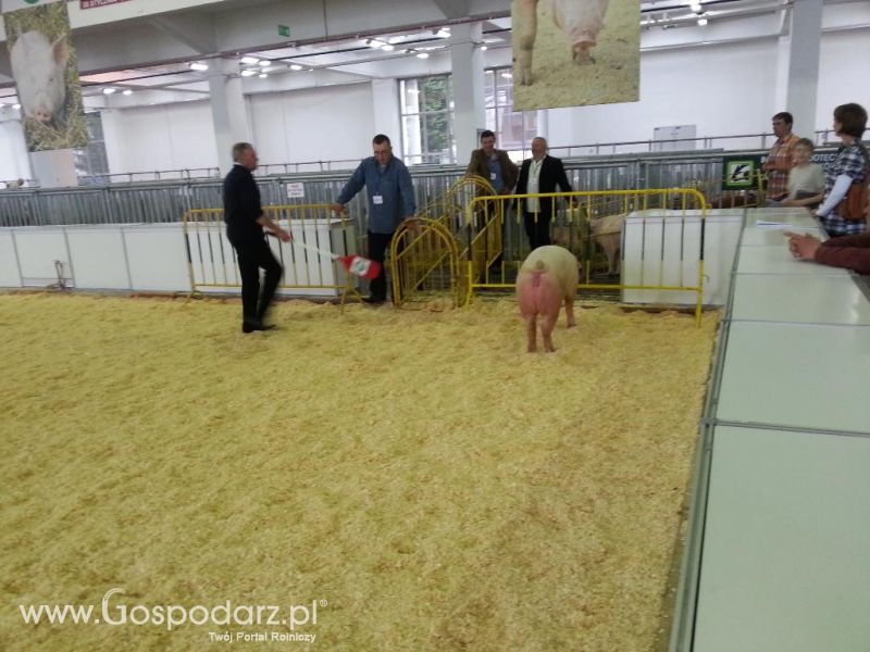 XXVI Krajowa Wystawa Zwierząt Hodowlanych - sobota i niedziela