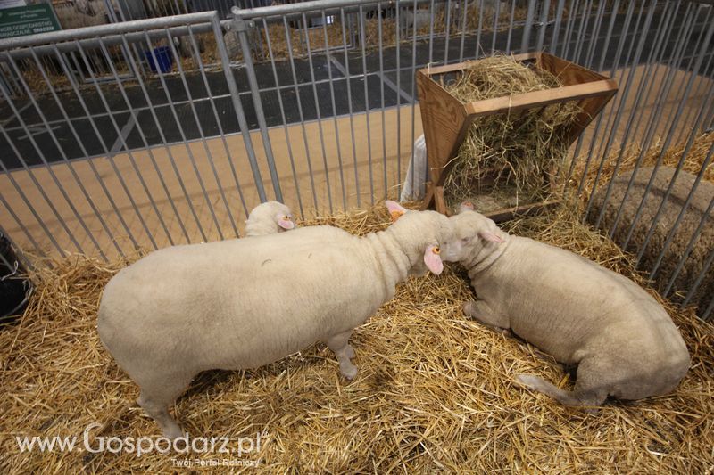 KWZH 2015 piątek