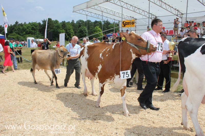 Superchampioni i championi Śląskiej Wystawy Bydła Mlecznego Opolagra 2011