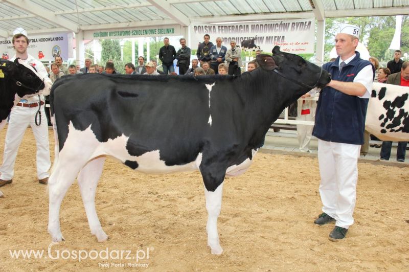VII Ogólnopolska Wystawa Bydła Hodowlanego - Sielinko 2012