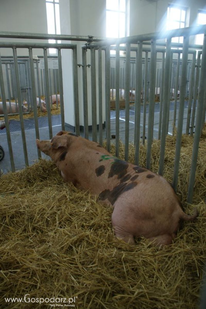Lochy, knury na XXV Krajowej Wystawie Zwierząt Hodowlanych