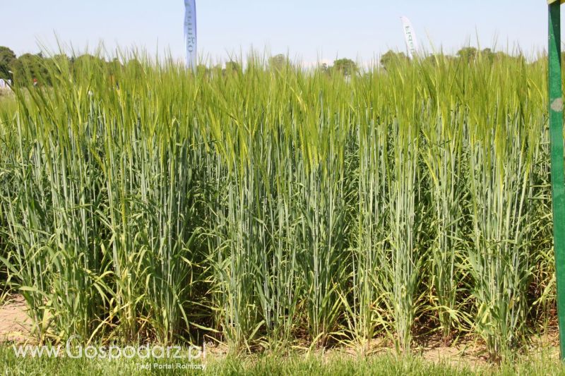 Zielone AGRO SHOW – POLSKIE ZBOŻA 2014 w Sielinku - niedziela