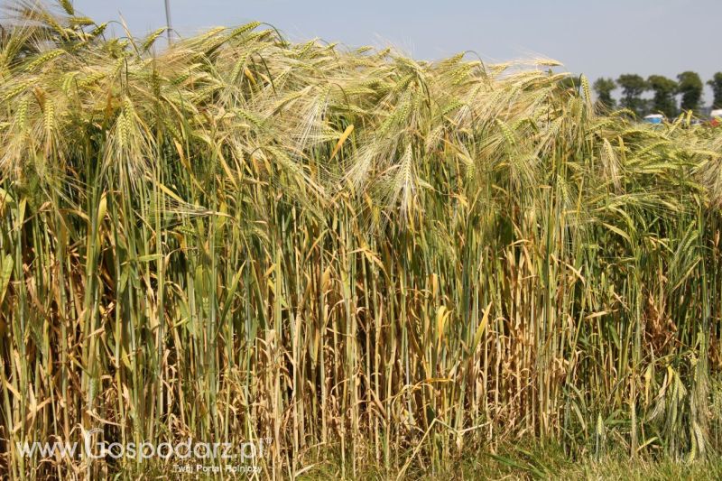 Zielone AGRO SHOW – POLSKIE ZBOŻA 2014 w Sielinku - niedziela