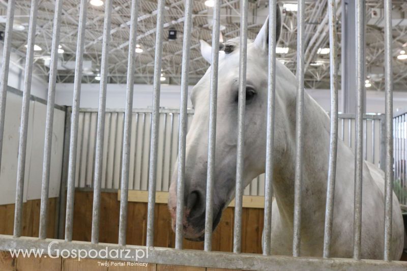 Krajowa Wystawa Zwierząt Hodowlanych w Poznaniu 2017 (niedziela, 7 maja)