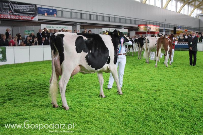 XXVI Krajowa Wystawa Zwierząt Hodowlanych - sobota i niedziela