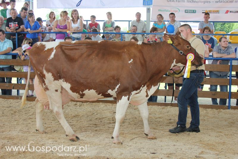 Bydło - Szepietowo 2012 XIX Regionalna Wystawa Zwierząt Hodowlanych