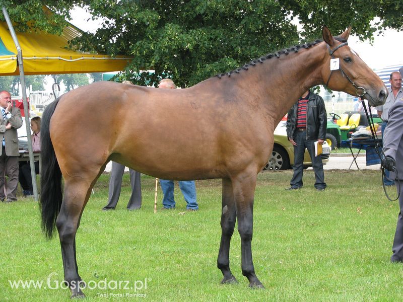 Wystawa Koni Sielinko 2011