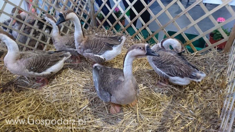 Narodowa Wystawa Zwierząt Hodowlanych 2019