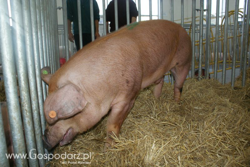 Lochy, knury na XXV Krajowej Wystawie Zwierząt Hodowlanych