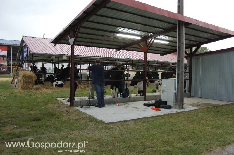 XVIII Regionalna Wystawa Zwierząt Hodowlanych w Szepietowie - przygotowania