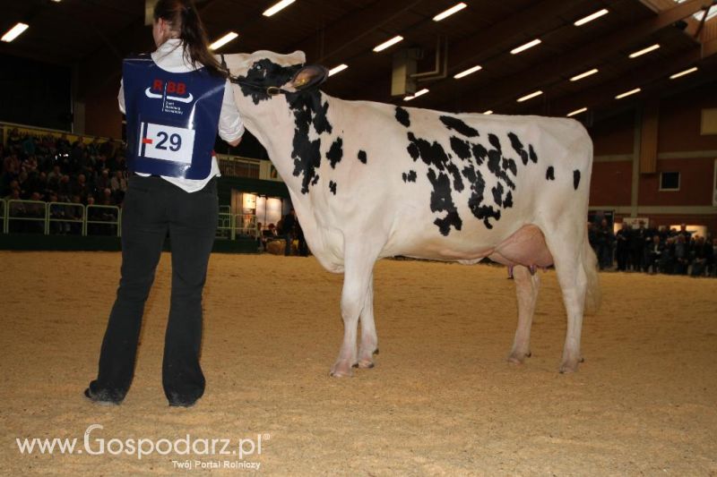Wystawa  Blickpunkt Rind 2013 w miejscowości Paaren/Glien (Niemcy)