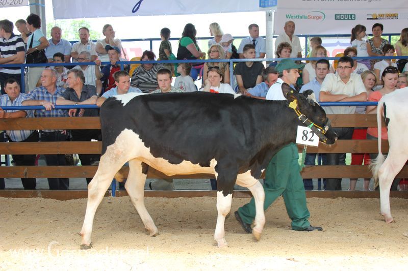Bydło - Szepietowo 2012 XIX Regionalna Wystawa Zwierząt Hodowlanych