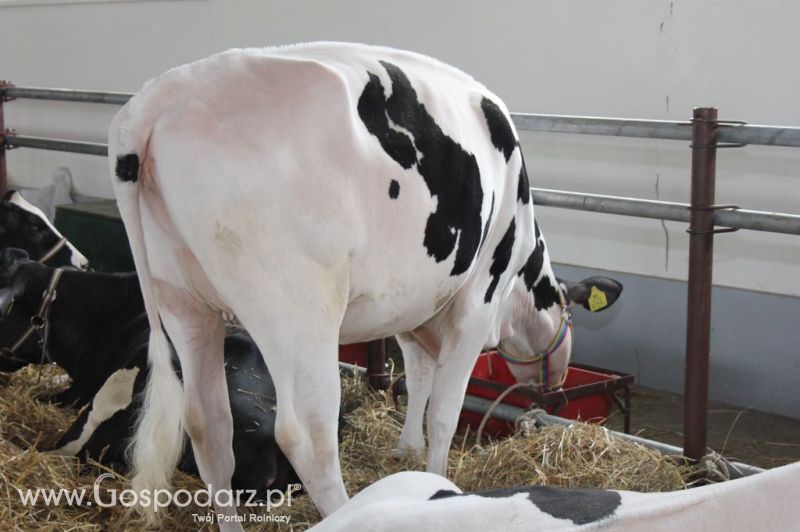 VII Ogólnopolska Wystawa Bydła Hodowlanego - Sielinko 2012