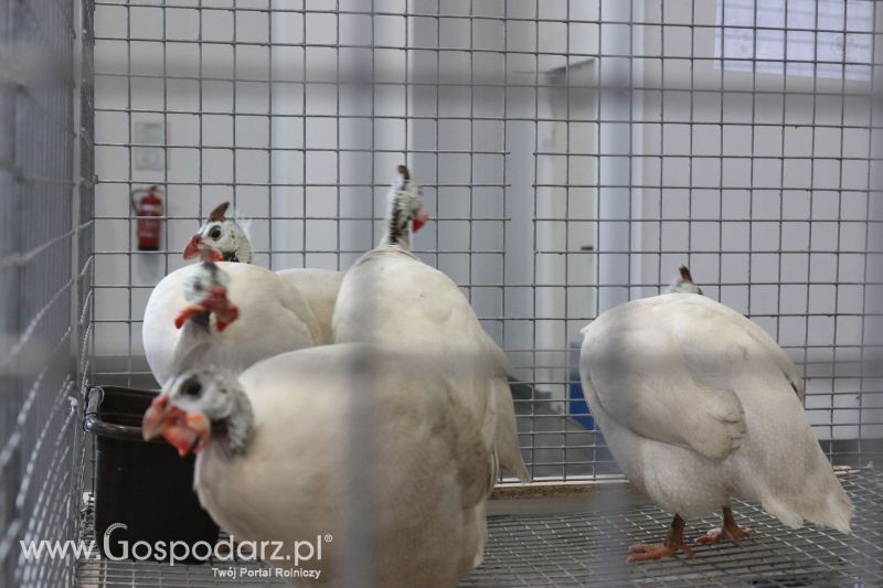 Krajowa Wystawa Zwierząt Hodowlanych w Poznaniu 2017 (niedziela, 7 maja)