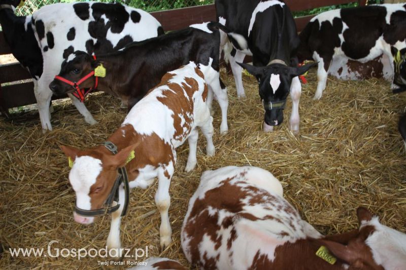 VIII Ogólnopolska Wystawa Bydła Hodowlanego, XXI Regionalna Wystawa Zwierząt Hodowlanych i Dni z Doradztwem Rolniczym w Szepietowie