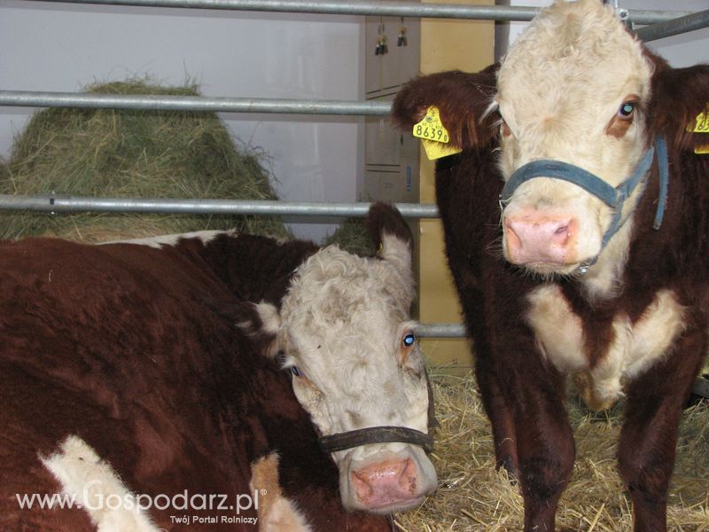 Bydło mięsne na XXV Krajowej Wystawie Zwierząt Hodowlanych