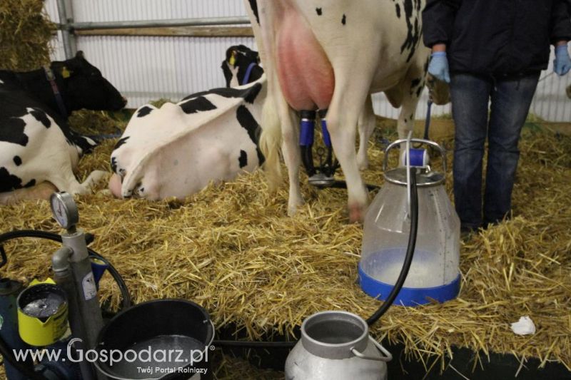 Wystawa  Blickpunkt Rind 2013 w miejscowości Paaren/Glien (Niemcy)